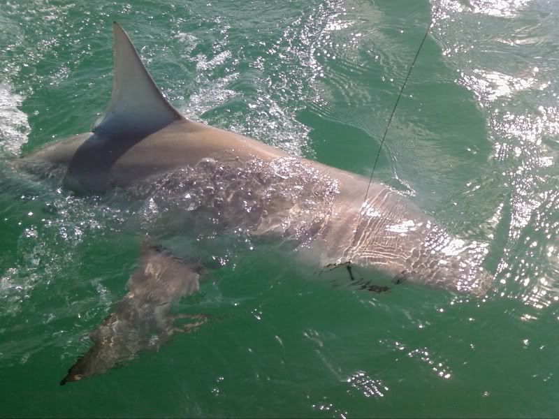 sharks4.jpg