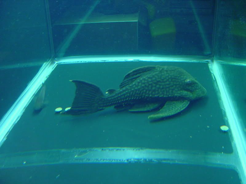 8-5-08089.jpg