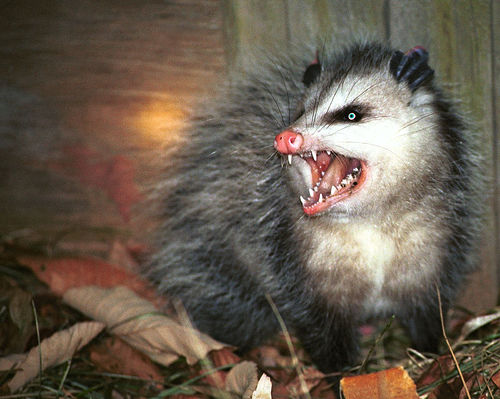 possum.jpg