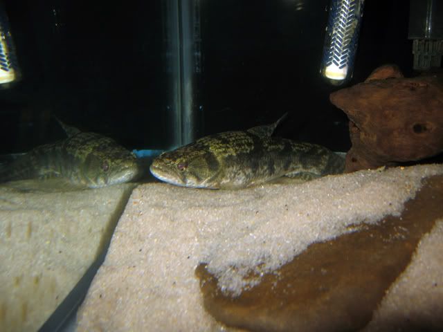 Wolf-Fish-7inch2.jpg