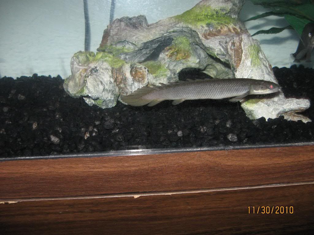 FishTanks573.jpg