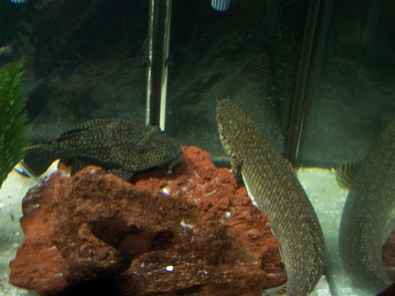 100_5639Medium.jpg