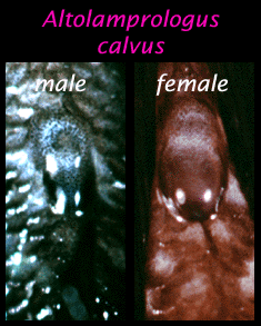 xacalvus.gif