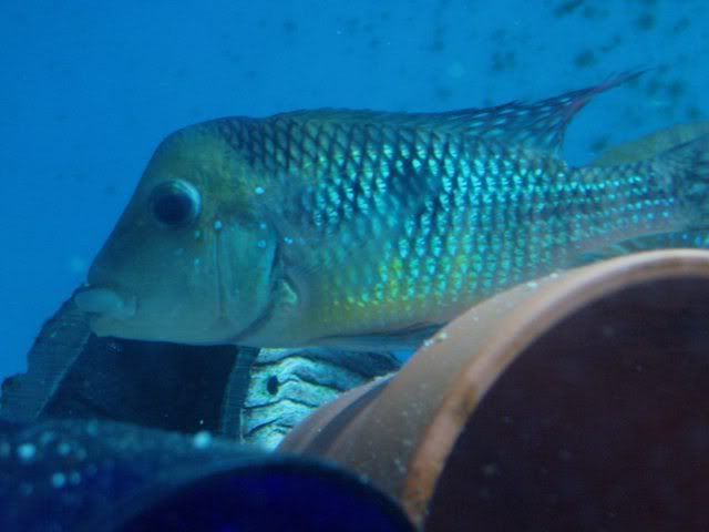 gymnogenys1-1.jpg