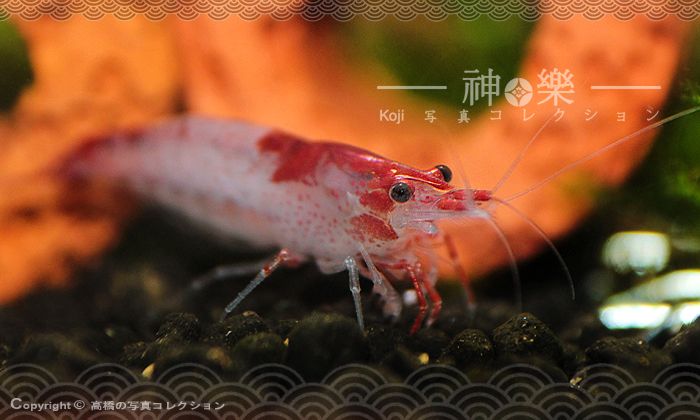 14_Jun_2016_Neocaridina003_zpsx7lshefm.jpg