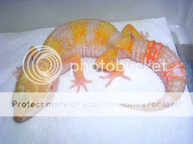 DSCN6034.jpg
