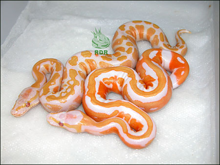 05_clutch_93_hatched_2.jpg