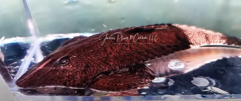 jasonsplecoscichlids.com
