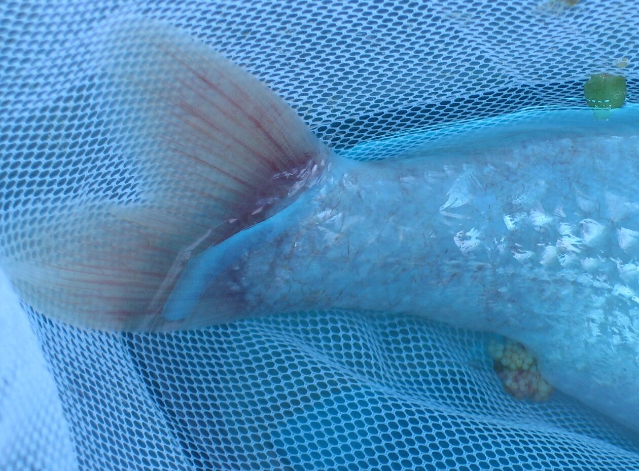 koi-disease-1.jpg