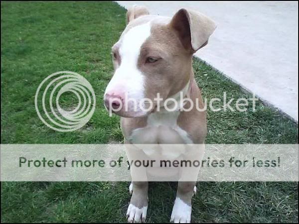 l_ce39272278c749b571d5fadcb9a3c8ae.jpg