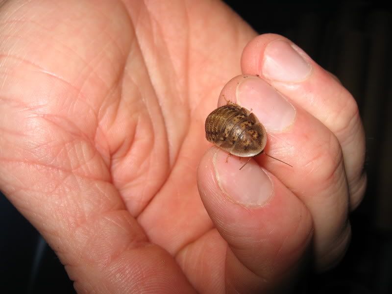 bugs083.jpg