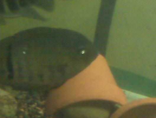 severum3.jpg