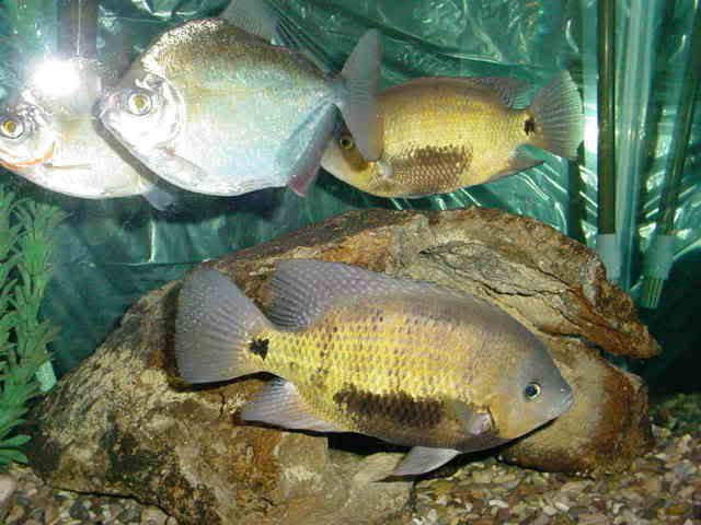 051507herichthyspearseipair.jpg