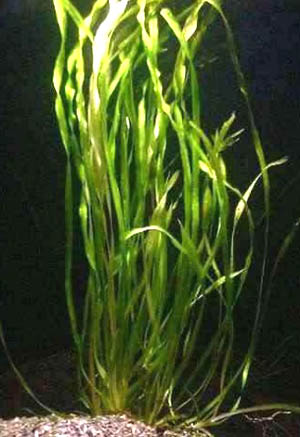 Vallisneria%20americana%20var.%20americana.jpg