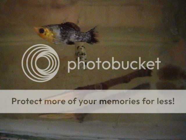 DSC00011.jpg
