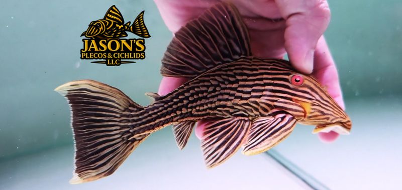 jasonsplecoscichlids.com