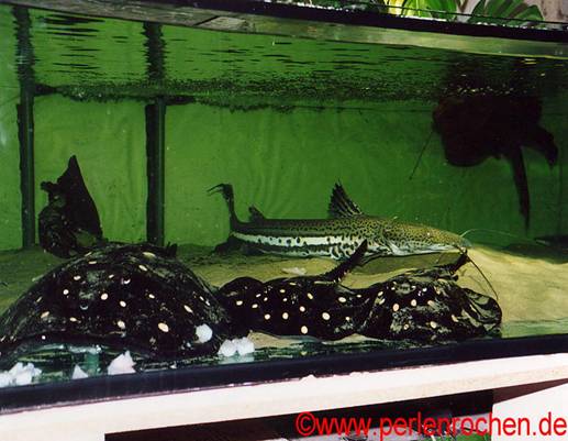 vergesellschaftung-Spatelwelse-8.jpg
