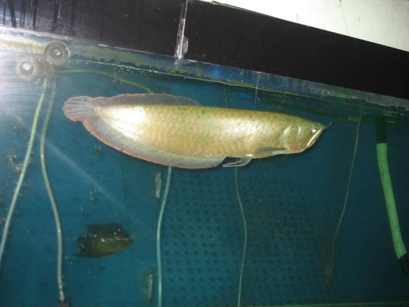 SilverArowana005.jpg