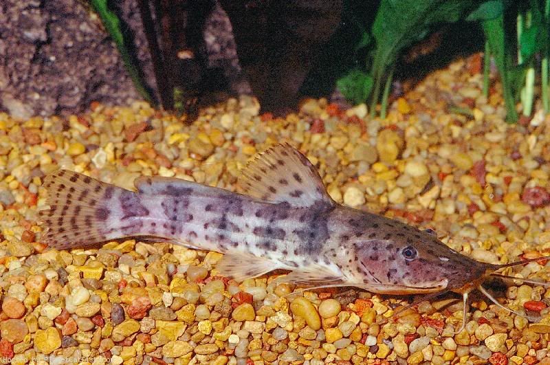 DwarfGiraffeCatfishAnaspidoglanisma.jpg