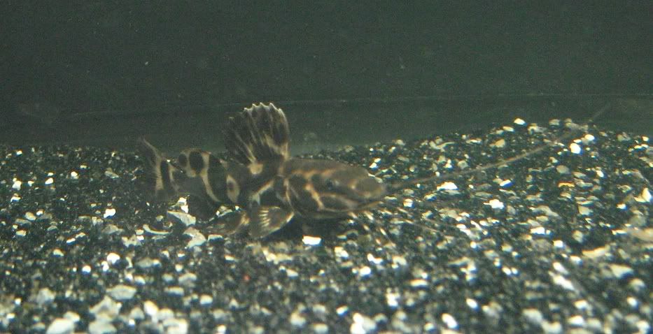 041_cr.jpg