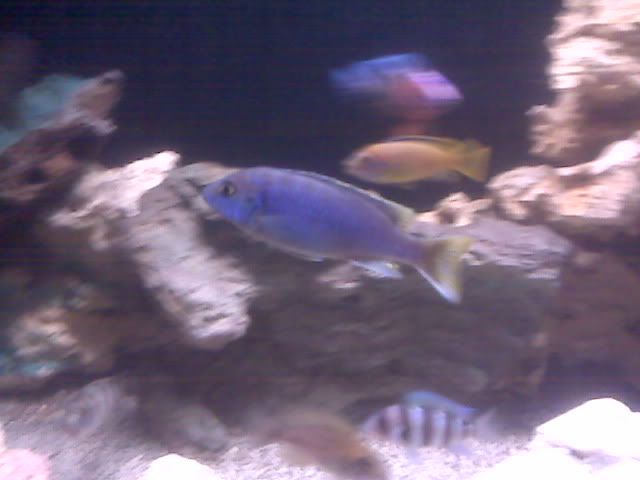 IMG01376-20110913-1651.jpg