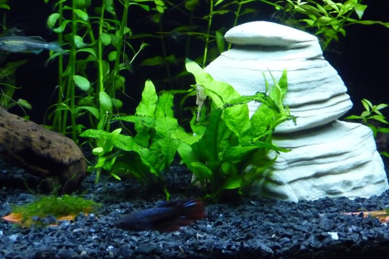 planttank3.jpg