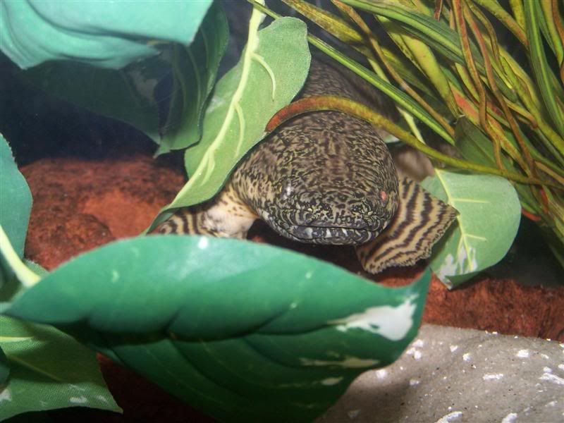 polypterus2.jpg