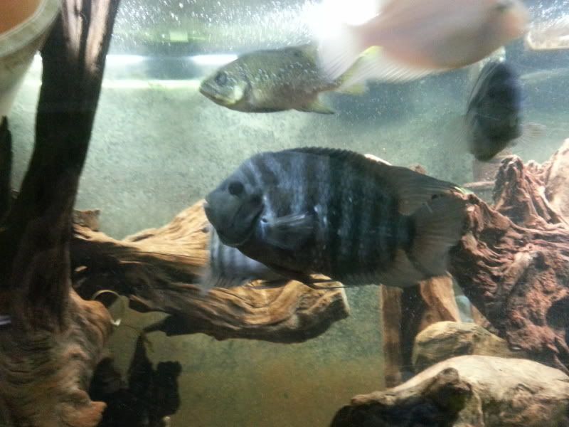 20130421_190247_zps8c85f2d2.jpg