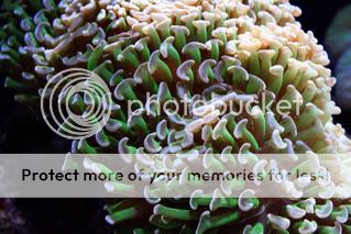 Hammer-Coral.jpg