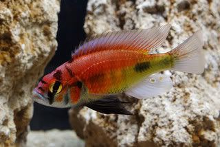 kyogaflameback026-500.jpg