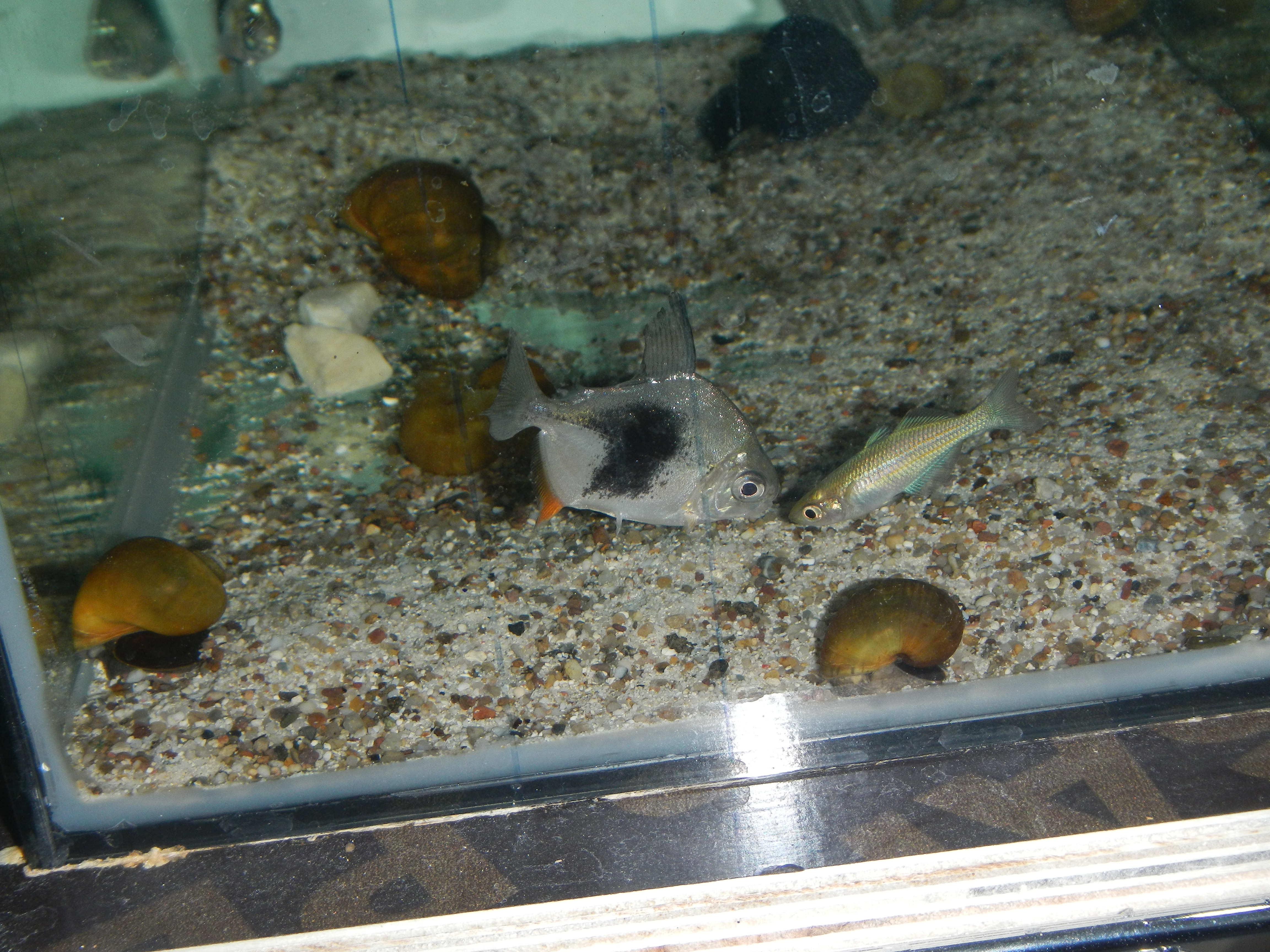 DSCN3095.jpg