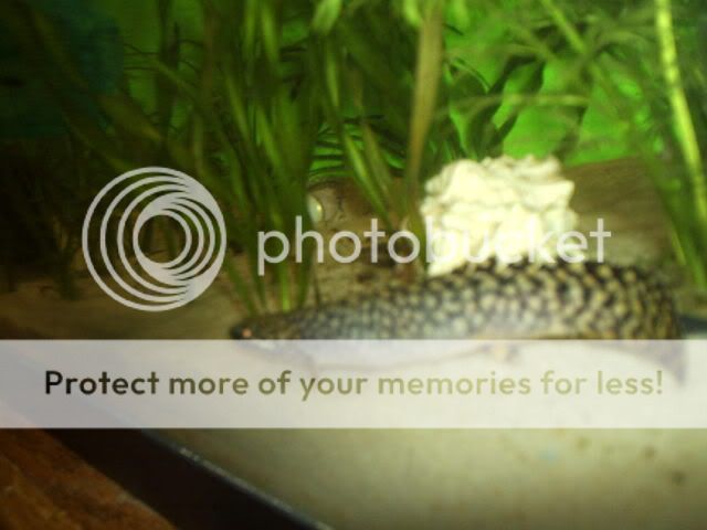 fish064.jpg