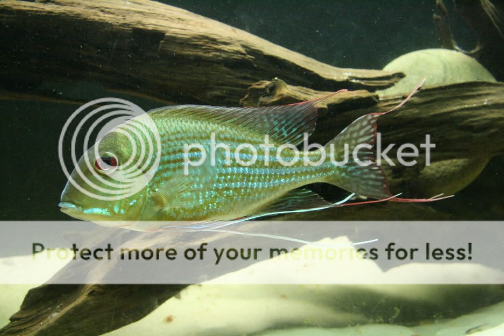 Geophagus_abalios_021110_01.jpg