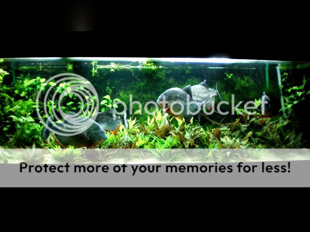 caribefull_tank.jpg
