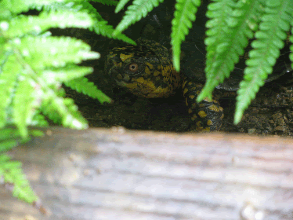 Male-Box-Turtle2-08-SJ.gif