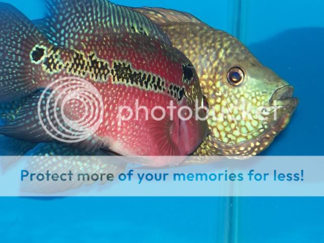CarpintisxFlowerhorn001.jpg