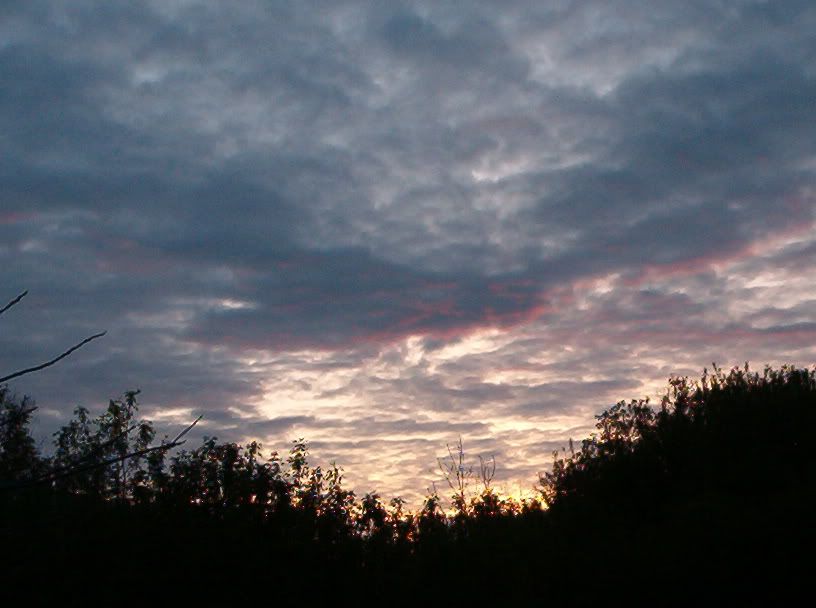 FOREST_2_055.jpg