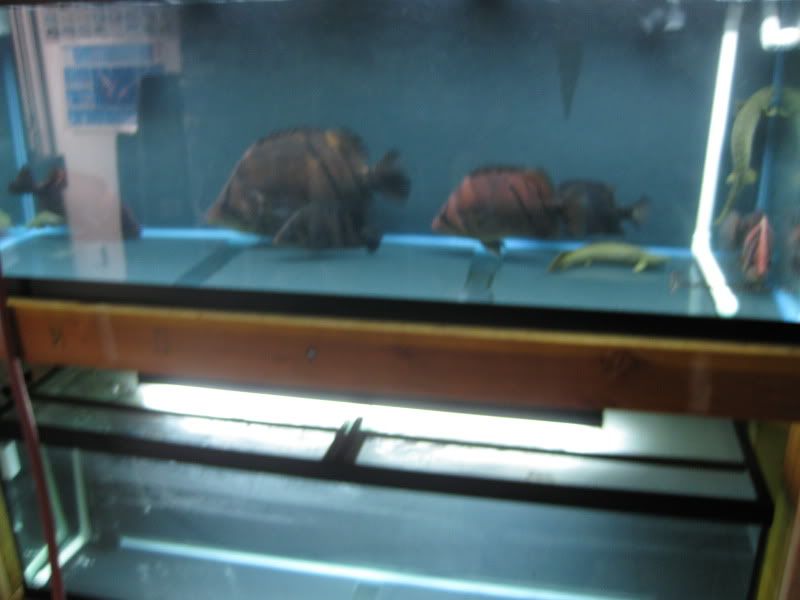 11-7-09035.jpg
