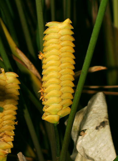 Calathea-crotalifera-1.jpg