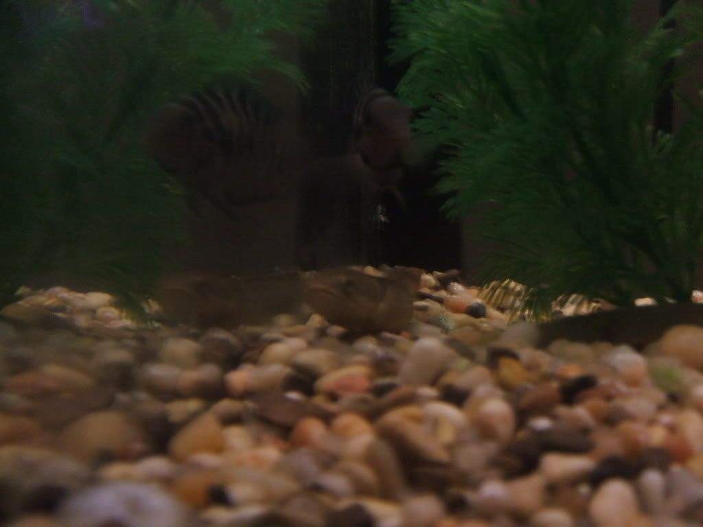pets227.jpg