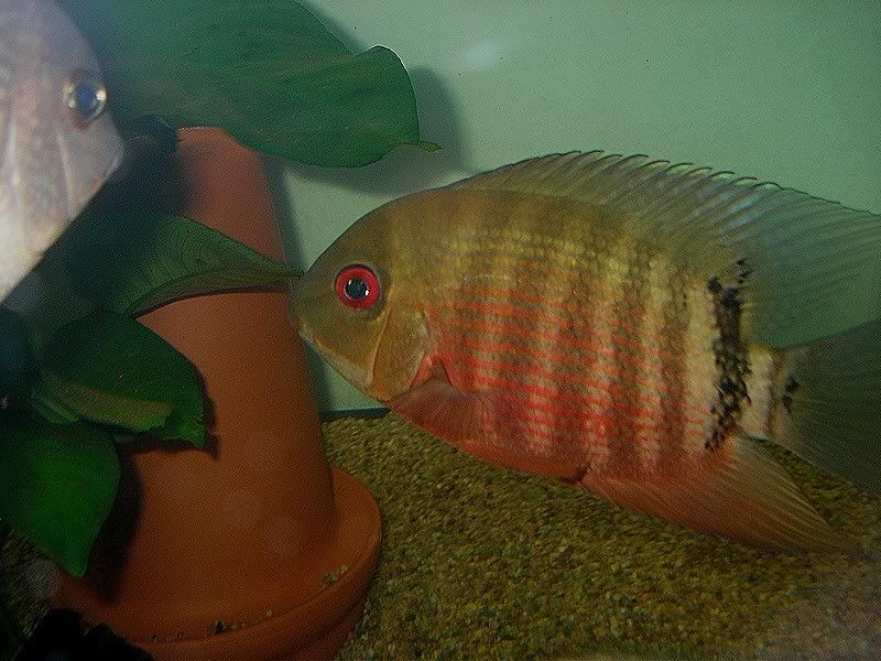 atabapofemale1.jpg
