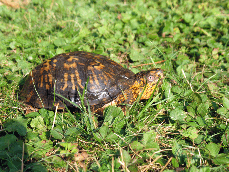 Male-Box-Turtle3.gif