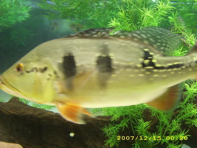 pictures069.jpg