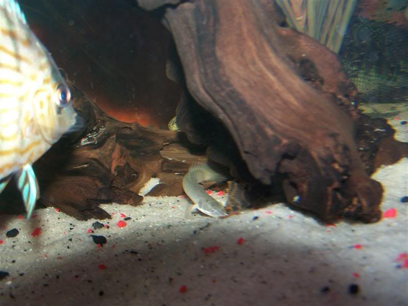 polypterus7.jpg