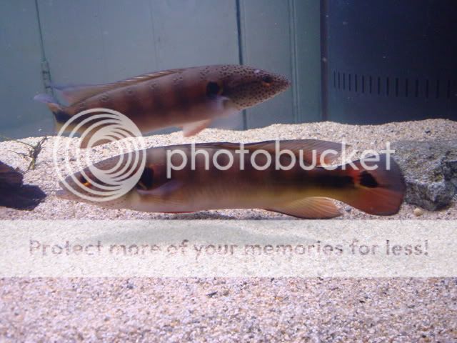 DSC03753.jpg