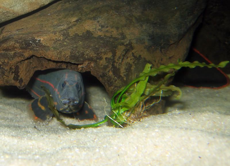 Fire-Eel-10.jpg
