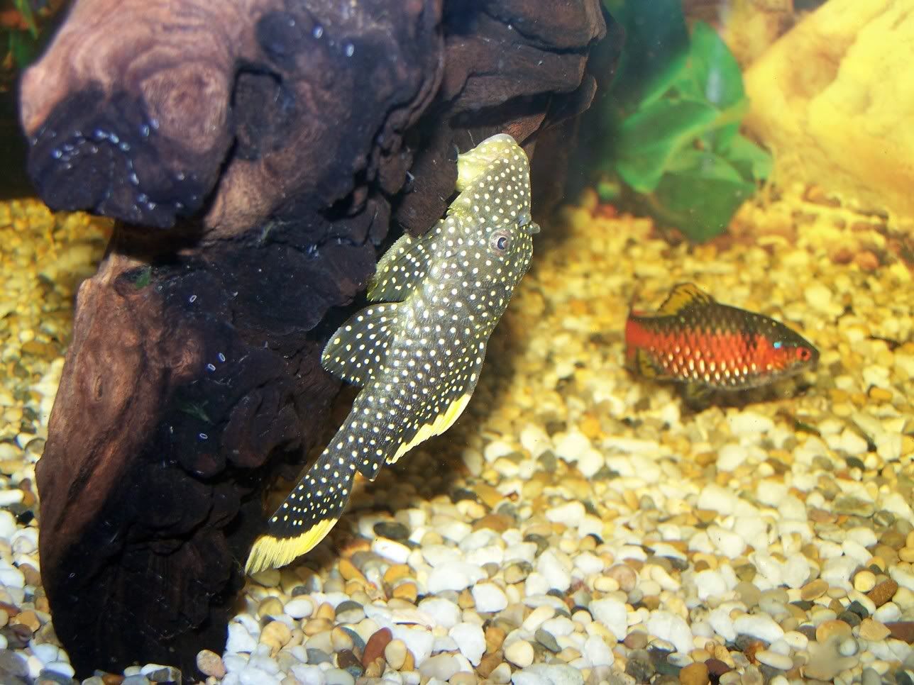 goldenNugget4.jpg