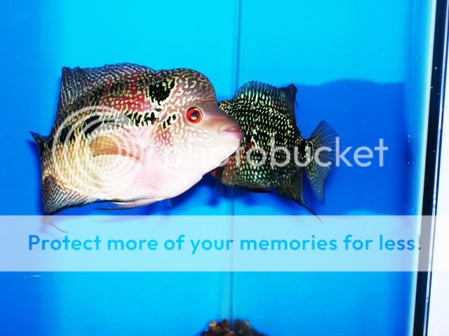 mating008.jpg