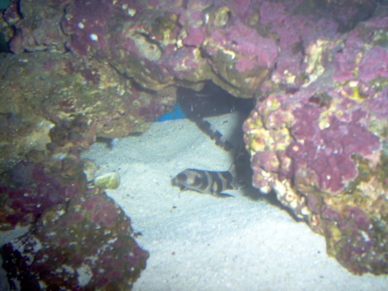 NewShark013.jpg