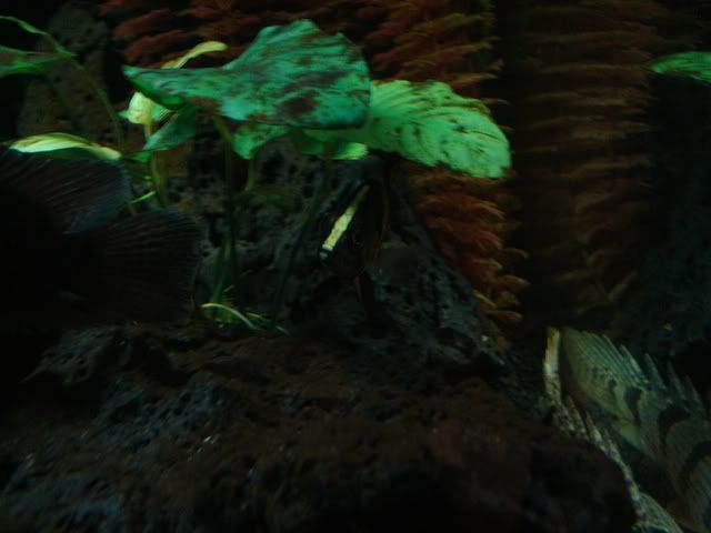 DSC00398.jpg